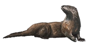 Otter | Nodiatis Wiki | Fandom