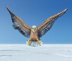 Snow Eagle