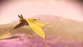 Record for one of the smallest birds in NMS version 1.3