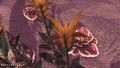 Bloom detail