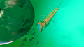 MS-4 Mirakata, the system's capital freighter.