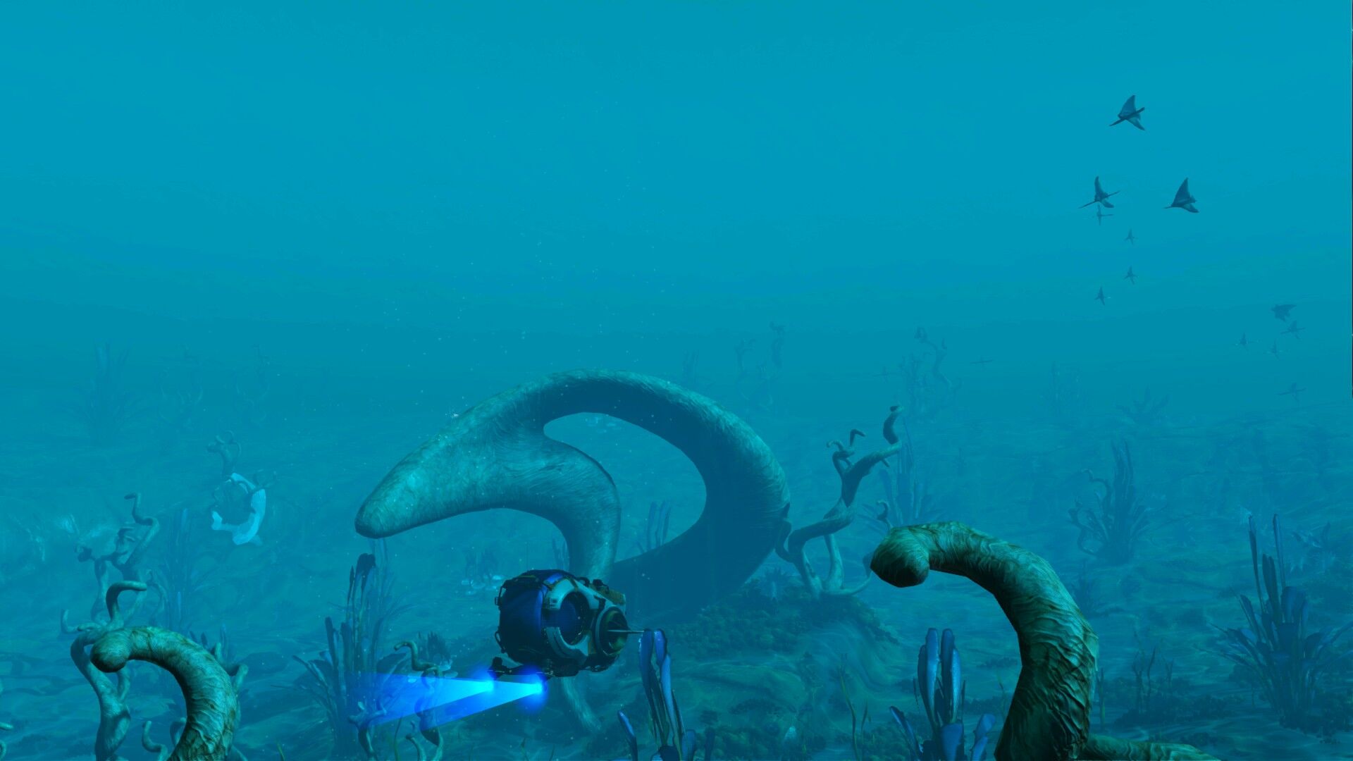 Nautilon exopage.jpg