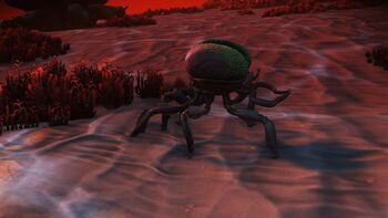 Y. Orangurteum