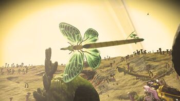 Genus Catalog - Rhopalocera-Pygmy Butterflies