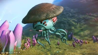MOctopiducoe1
