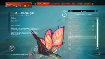 M. Camppugus