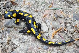 Salamandre.jpg