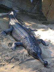 Gavial