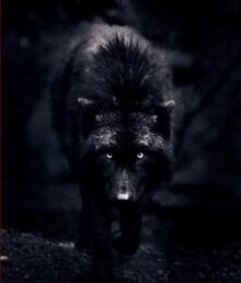 FA-Onyx.01.jpg