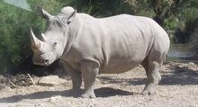 FA-Rhinocéros.01.jpg