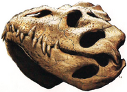 A skull of a Foetodon