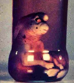 The Gnome, as it appears in the jar.