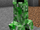 Creeper (Minecraft)