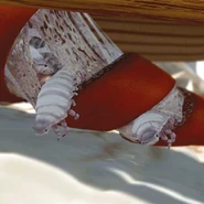 Grimworms being born