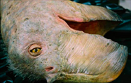An animatronic of the Brutornis.