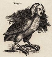 17th century illustration of a Harpy