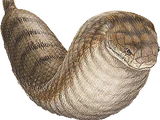 Tsuchinoko