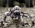 Arachnoquake Spider