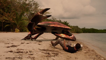 Giant Dungeness Crab