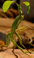 Bowtruckle