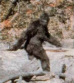 Frame 352 from the Patterson-Gimlin film, alleged by Roger Patterson and Robert Gimlin to show a cryptid called Bigfoot, and by some others to show a man in an ape suit.