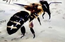 Black Wasps