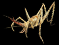 Cave Cricket