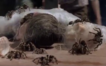 Tarantula (Kingdom of the Spiders) | Non-alien Creatures Wiki | Fandom Tarantula (Kingdom of the Spiders) | Non-alien Creatures Wiki | Fandom
