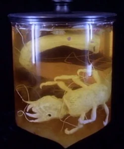 A dead juvenile Hellgramite