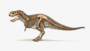 Skeleton view.