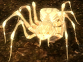 Albino Spider