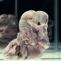 Fred And Ginger Non Alien Creatures Wiki Fandom fred and ginger non alien creatures