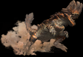 Barroth