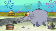 A grey, two-eyed Sea Elephant