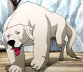 Polar Bear Dog