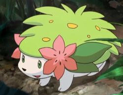 Shaymin can dissolve toxins in the air!, Shaymin can instantly transform  ruined land into a lush field of flowers by dissolving toxins in the air!  🌸, By Pokémon