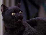 Salem Saberhagen