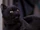 Salem Saberhagen