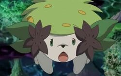 Shaymin, Non-alien Creatures Wiki