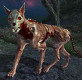 Skinned Hound