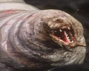 A maggot showing its strange, mammalian teeth