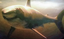 Trailer Park Shark