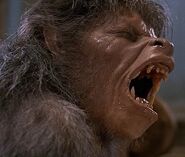 American Werewolf in London