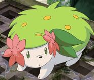 Shaymin in land forme.