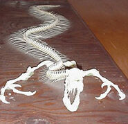 Skeleton model