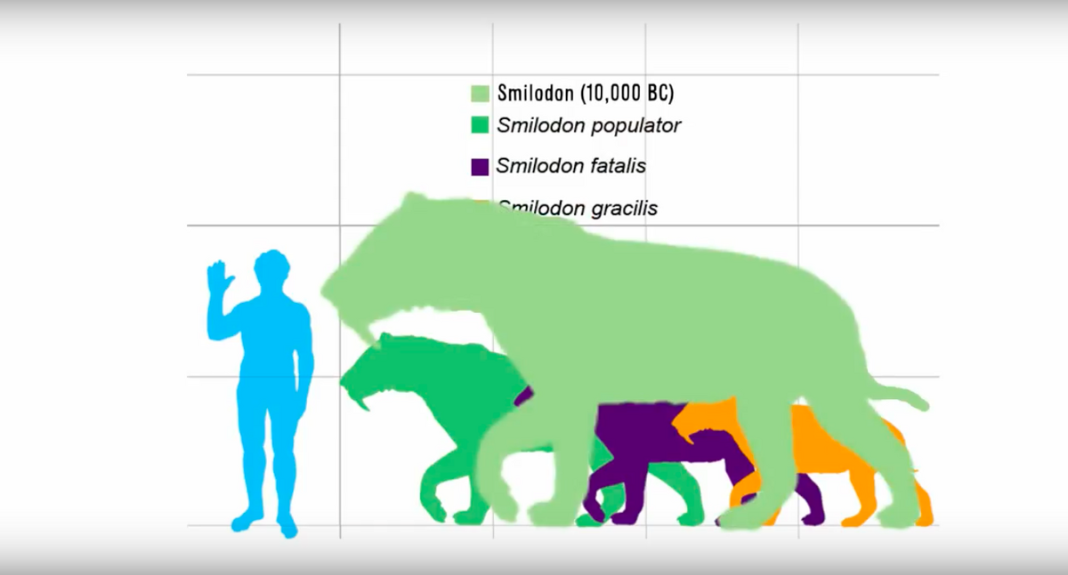 smilodon populator size comparison