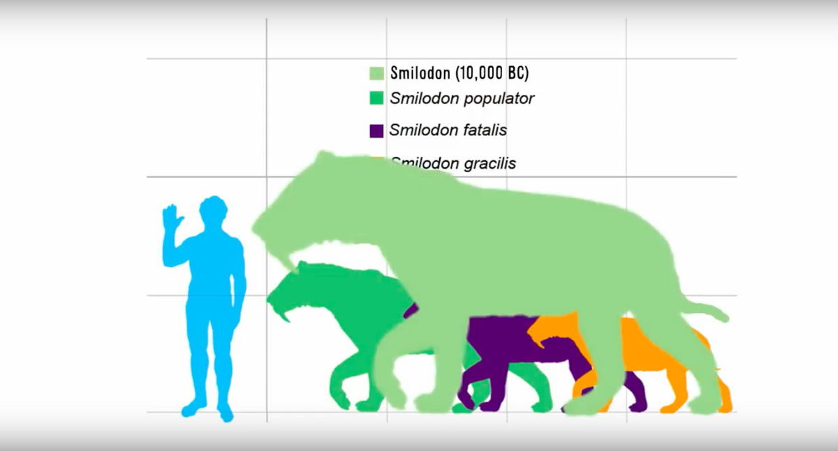 smilodon size