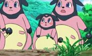 Young Miltank.