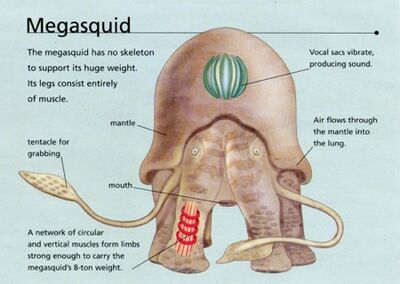 Megasquid2