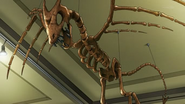 Aerodactyl fossil skeleton.